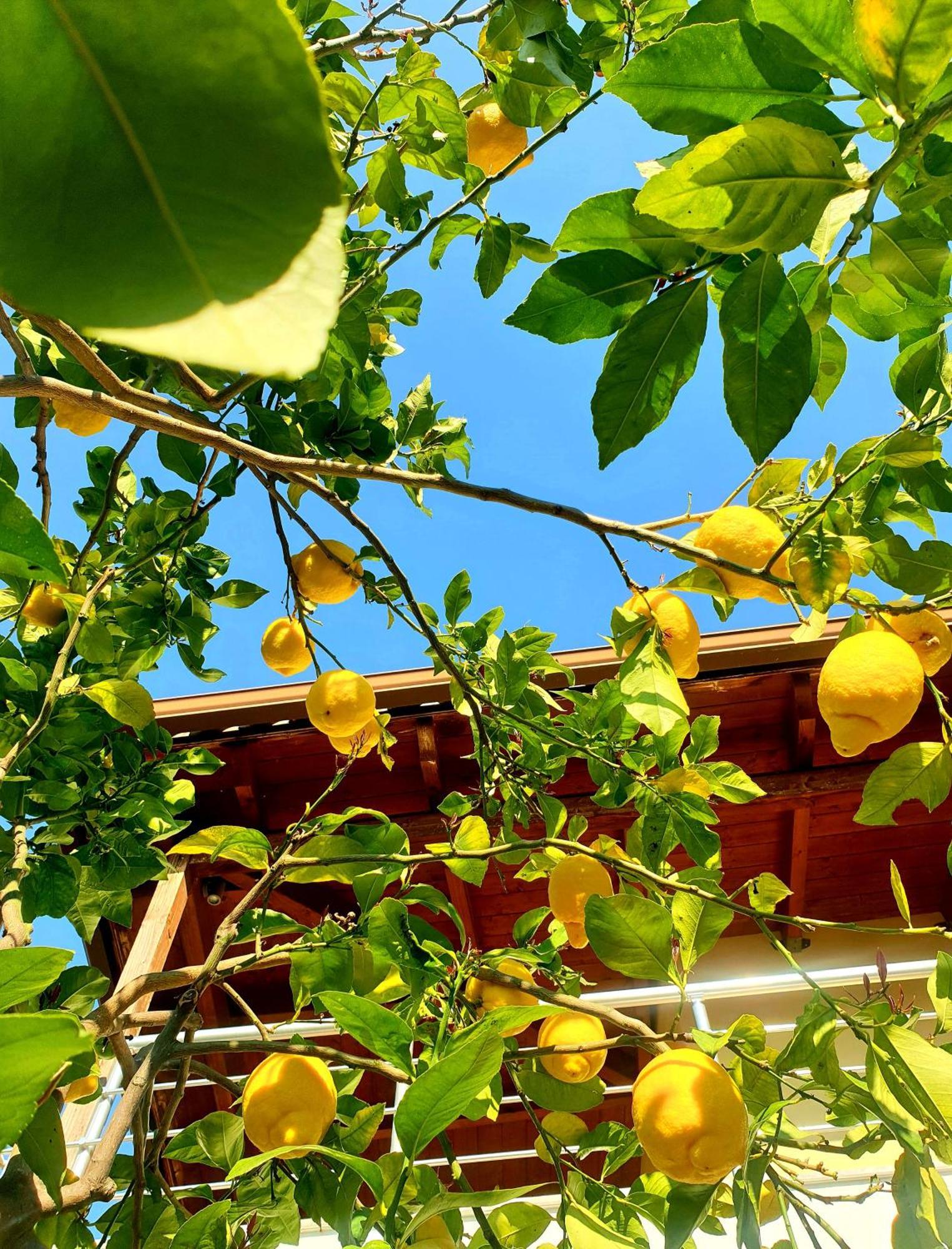 Philoxenia Guest House Himarë Exterior foto